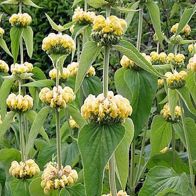 Phlomis Reevesicana - Photo by JH Mora (GFDL)