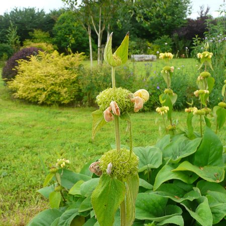 Phlomis 'Russeliana' - Photo taken by RY on 03 July 2025