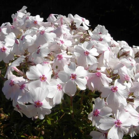 Phlox 'Amazing Grace' - Photo by Ghislain118 (GFDL)