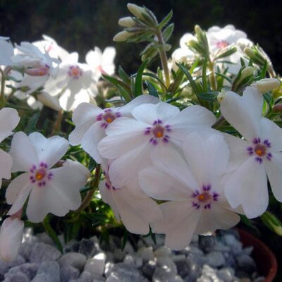 Phlox 'Amazing Grace' - Photo by Ghislain118 (CC BY-SA 2.0)