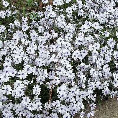 Phlox 'Bavaria' (9cm pot)