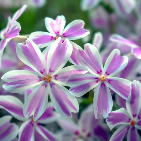Phlox 'Candy stripes' - Image by Nicole Pankalla from Pixabay 