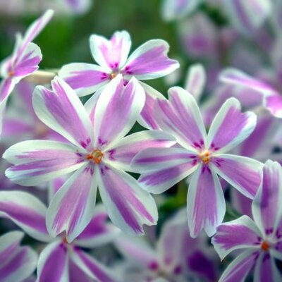 Phlox 'Candy stripes' - Image by Nicole Pankalla from Pixabay 