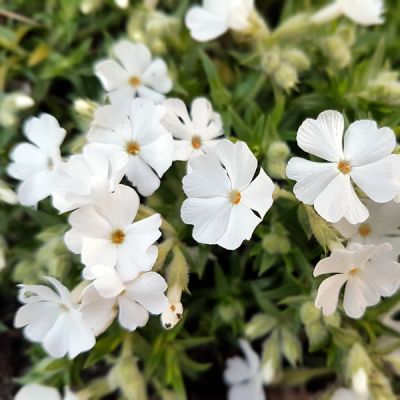 Phlox doug. "White Admiral" - photo courtesy of max pixel (CC0)