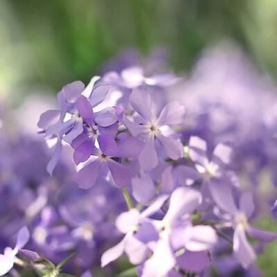 Phlox “Emerald Cushion” - Image by laminaria-vest from Pixabay 