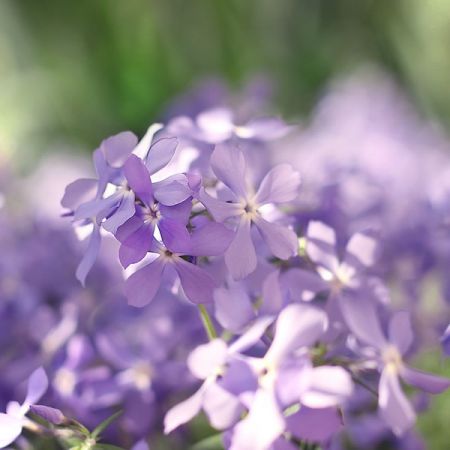 Phlox 'Emerald Cushion' - Image by laminaria-vest from Pixabay 