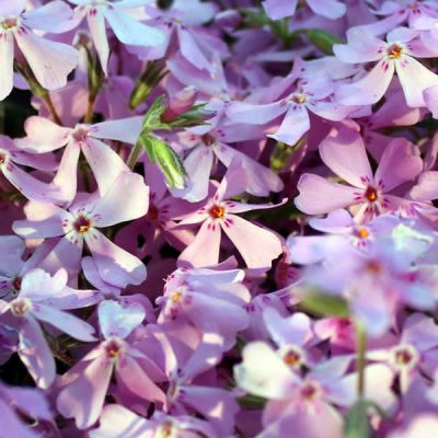 Phlox sub. "Fabulous Pink"  - Image courtesy of pxfuel