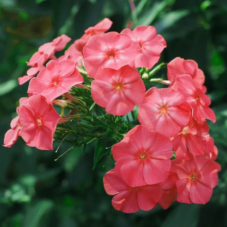 Phlox “Famous Cerise” - Image by Hans Braxmeier from Pixabay 