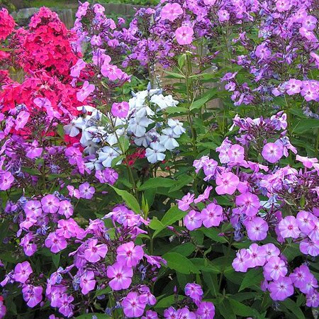 Phlox 'Famous Light Purple' with 'Famous White' and 'Famous Pink' - Photo by Bff (CC BY-SA 3.0)