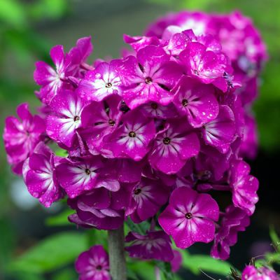 Phlox Famous Purple - Image by Sonja Kalee from Pixabay 