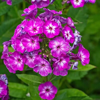 Phlox 'Famous Purple' - Image courtesy of pxfuel (CC0)