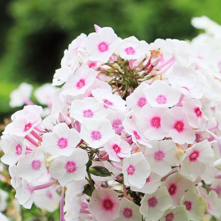 Phlox “Famous White” - Image by S. Hermann & F. Richter from Pixabay 