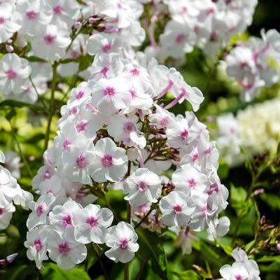 Phlox Famous White - Image by Couleur from Pixabay 