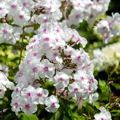 Phlox 'Famous White' - Image by Couleur from Pixabay 
