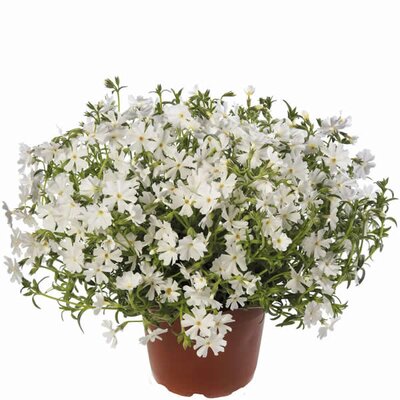 Phlox 'Goldiphlox White' - Image courtesy of Syngenta Flowers