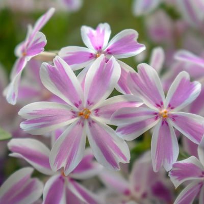 Phlox Kimono Pink & White - Image by Nicole Pankalla from Pixabay