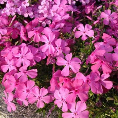 Phlox "Daniels Cushion" - Photo by Ghislain118 (GFDL)