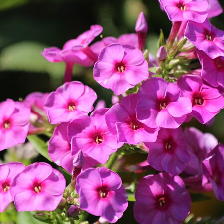 Phlox pan. 'Pink Flame' ® - Image by Светлана from Pixabay 
