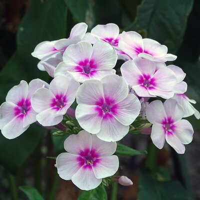 Phlox paniculata 'Bee Best White Pink Eye' - Image by Petra Göschel from Pixabay