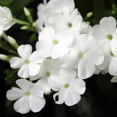 Phlox paniculata 'Danielle' (2L pot)