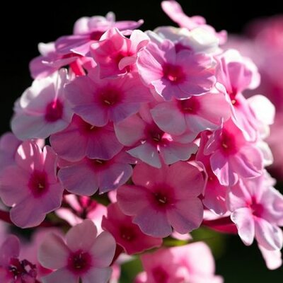 Phlox paniculata 'Famous Pink' - Image by Pezibear from Pixabay 