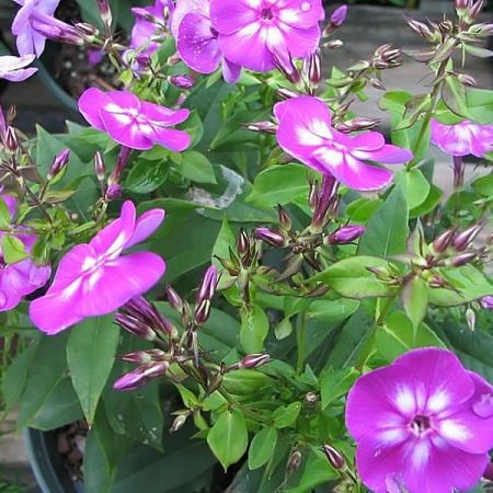 Phlox paniculata "Laura" - Photo by David J. Stang (CC BY-SA 4.0)