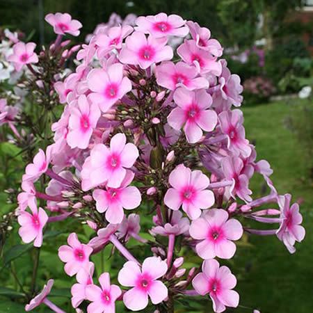 Phlox paniculata 'Miss Pepper' - Photo by Uleli (CC BY-SA 3.0)