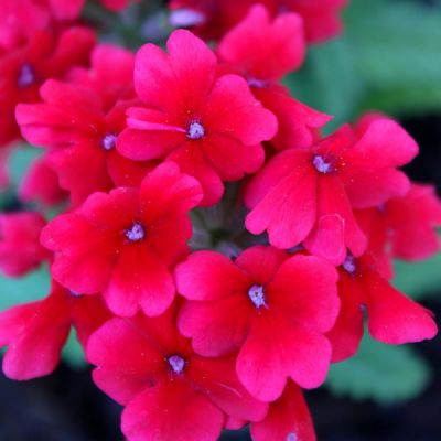 Phlox paniculata "Red Riding Hood" - Image by Ian van der Linde from Pixabay 