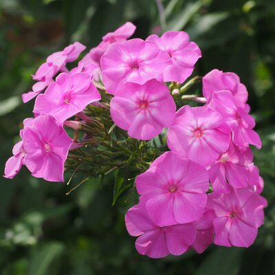 Phlox paniculata 'Rose' - Image courtesy of pxhere (CC0 1.0)