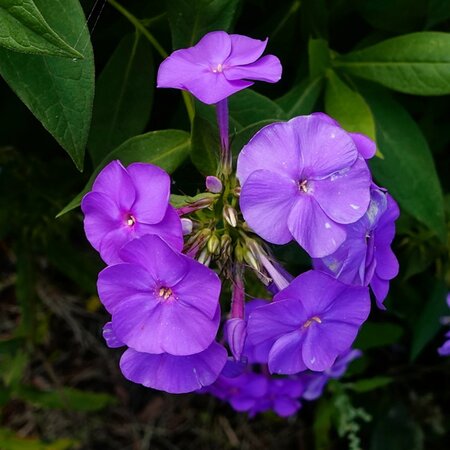 Phlox paniculata 'Violet' - Image courtesy of GetArchive (CC0 1.0)