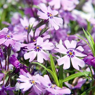 Phlox  'Purple Beauty' - Photo by David J. Stang (CC BY-SA 4.0)