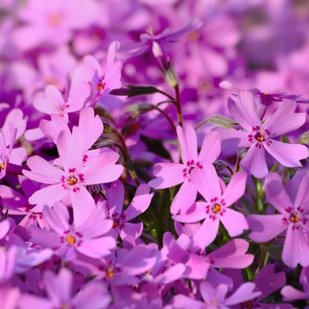 Phlox 'Samson' - Image by katerinavulcova from Pixabay 