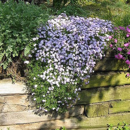 Phlox sub. "Emerald Cushion" - Photo by Meneerke bloem (GFDL)