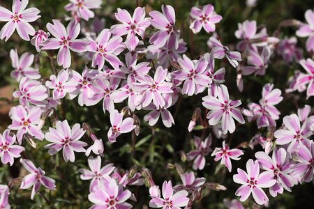 Phlox sub. 'Kimono' - Photo by Dean Morley (CC BY-ND 2.0)