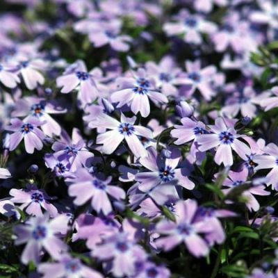 Phlox Sub. “Fabulous” Blue - Image by とおる 水原 from Pixabay 