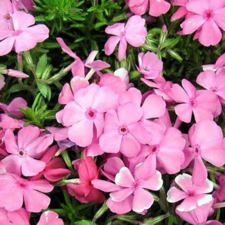 Phlox Subulata "Mcdaniels Cushion" -Photo by Ghislain118 (GFDL)