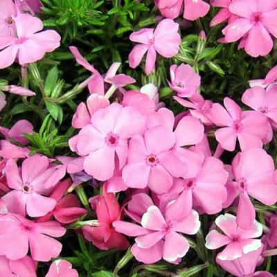 Phlox Subulata "Mcdaniels Cushion" -Photo by Ghislain118 (GFDL)