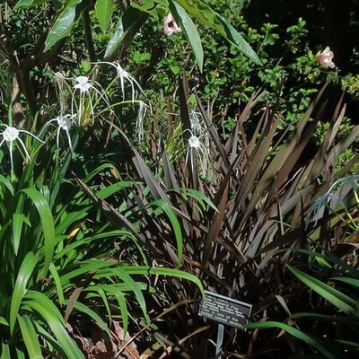 Phormium 'Platts Black' - Photo by cultivar413 (CC BY-SA 2.0)