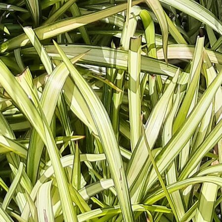 Phormium 'Blondie' - Public Image Derivative Under Fair Use