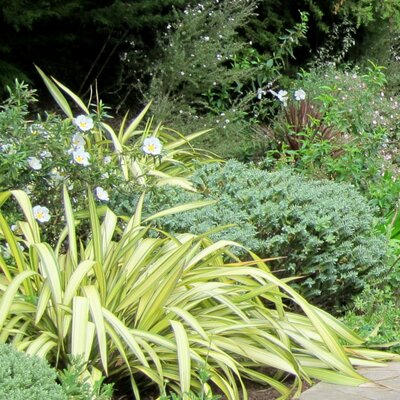 Phormium 'Cream Delight'  - Photo by cultivar413 (CC BY-SA 2.0)