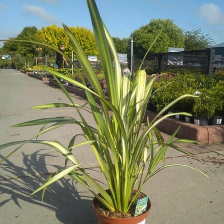 Phormium 'Cream Delight' - Image License