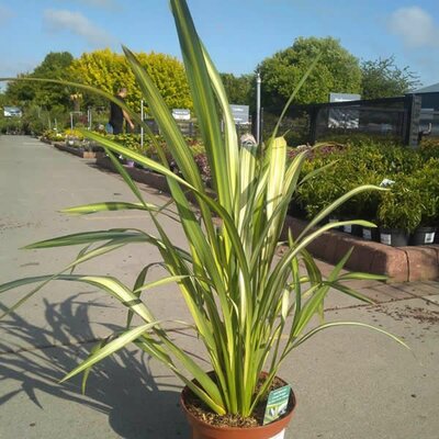 Phormium 'Cream Delight' - Image License