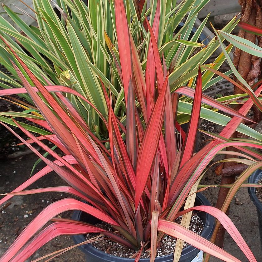 Phormium 'Evening Glow' (3L pot) - Ardcarne Garden Centre