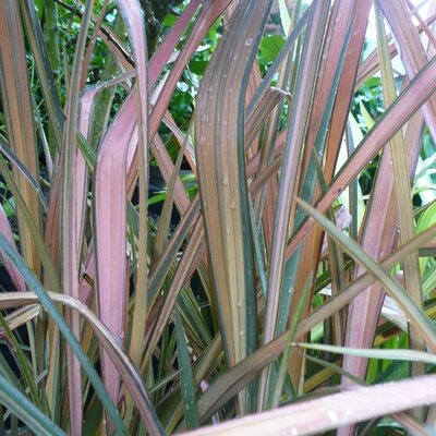 Phormium 'Flamingo' - Photo taken at Ardcarne Garden Centre, Boyle – 29/08/2025