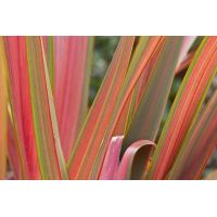 Phormium "Jester" - Image by cultivar413 (CC BY-SA 2.0)