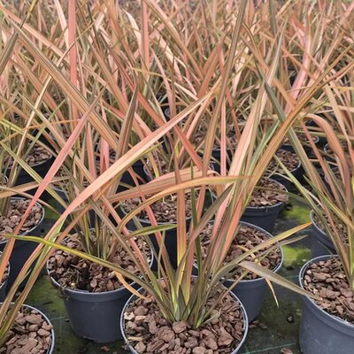 Phormium 'Pink Panther' - Image courtesy of Tully Nurseries