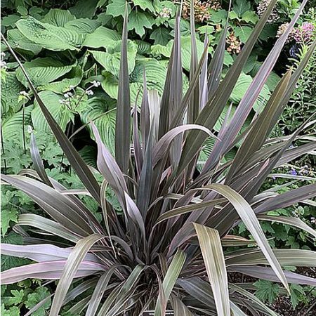 Phormium 'Pink Stripe' (2L pot)