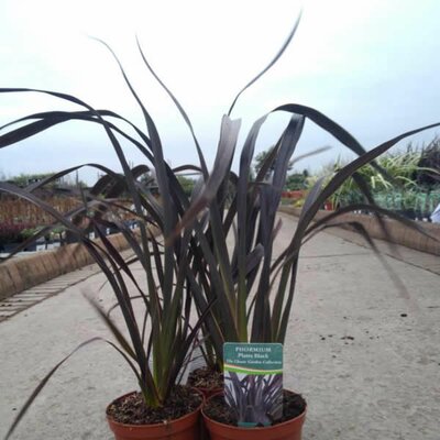 Phormium 'Platts Black' (5L pot)