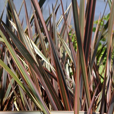 Phormium 'Sundowner - Photo by Megan Hansen (CC BY-SA 2.0)