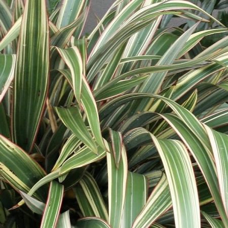 Phormium "Tenax Tricolor" - Photo by Krzysztof Golik (CC BY-SA 4.0)